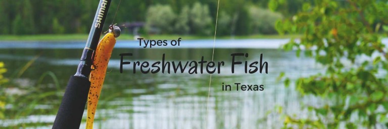 texas freshwater fish